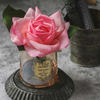 HWDF 2205 Real Touch Flower Diffuser Bouquet Fabric flower with real touch finishing